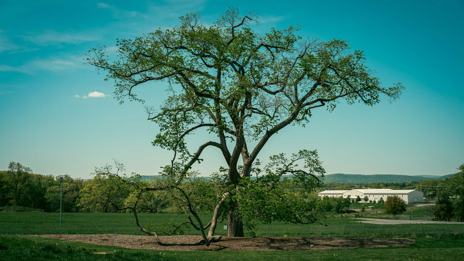 Top Line Tree Care